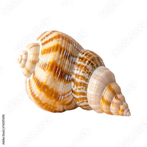  A lone seashell with intricate patterns resting on a transparent background