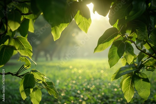 Green leaves in the morning light with sunbeams and lens flare