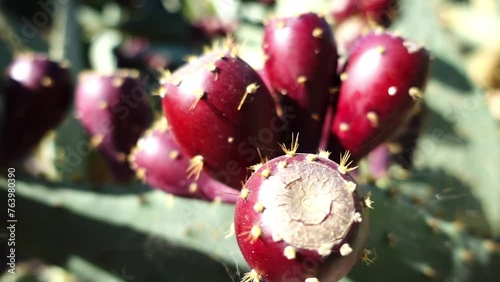 Opuntia engelmannii is prickly pear. It is ow's tongue cactus, cow tongue prickly pear, desert, Engelmann's, Texas or discus prickly pear, and nopal, abrojo, joconostle, and vela de coyote. photo