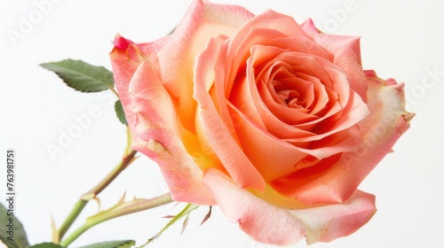 One rose on an isolated white background. Close-up photography