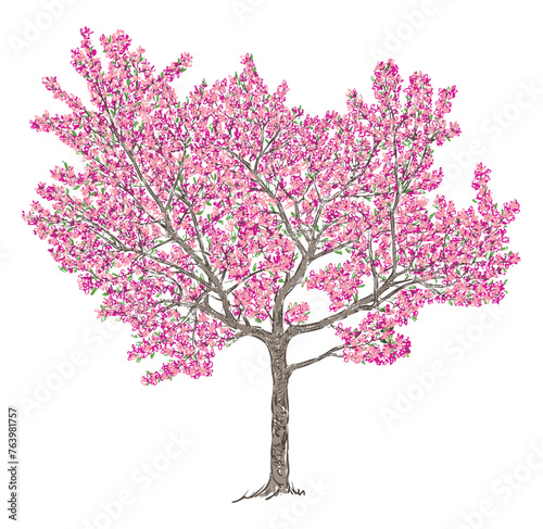 Fruit tree blossom, cherry tree ,apple tree, spring, pink flowers, hand drawn vector illustration isolated on white