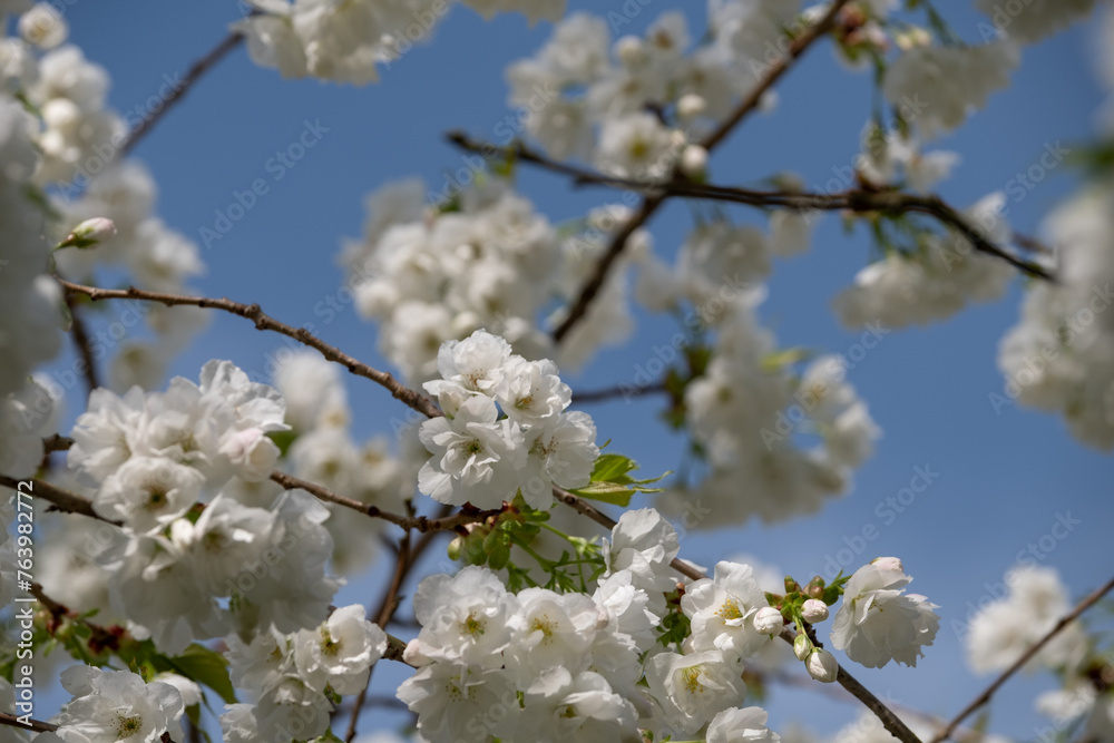 Fresh white blossom against blue sky, outside the historic walled garden at Eastcote House Gardens in the Borough of Hillingdon, London, UK. Photographed in mid March. Fresh white blossom against blue sky, outside the historic walled garden at Eastcote House Gardens in the Borough of Hillingdon, London, UK. Photographed in mid March.