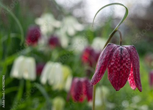 Unusual snake's head fritillary flowers, photographed outside the wall at Eastcote House Gardens, London Borough of Hillingdon UK, in spring. photo