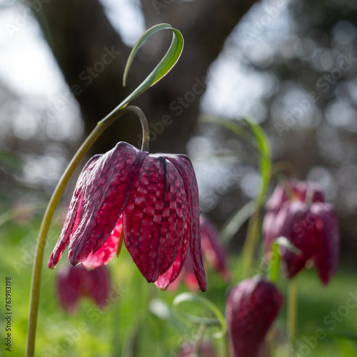 Unusual snake's head fritillary flowers, photographed outside the wall at Eastcote House Gardens, London Borough of Hillingdon UK, in spring. photo