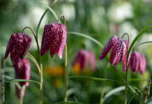 Unusual snake's head fritillary flowers, photographed outside the wall at Eastcote House Gardens, London Borough of Hillingdon UK, in spring. photo