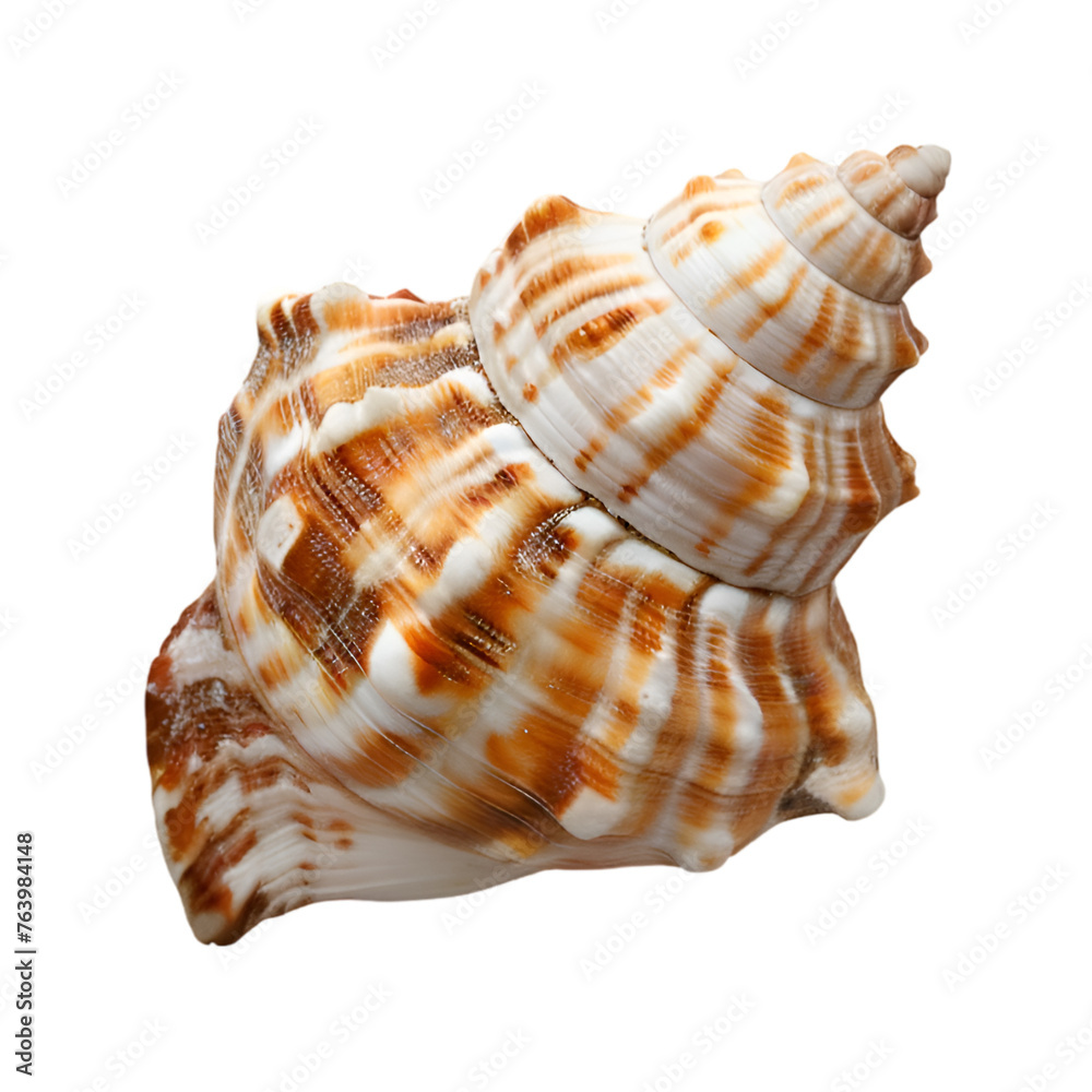 A lone seashell with intricate patterns resting on a transparent background A lone seashell with intricate patterns resting on a transparent background