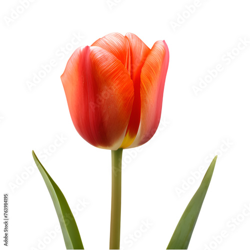 red tulip isolated on transparent background, PNG Cutout