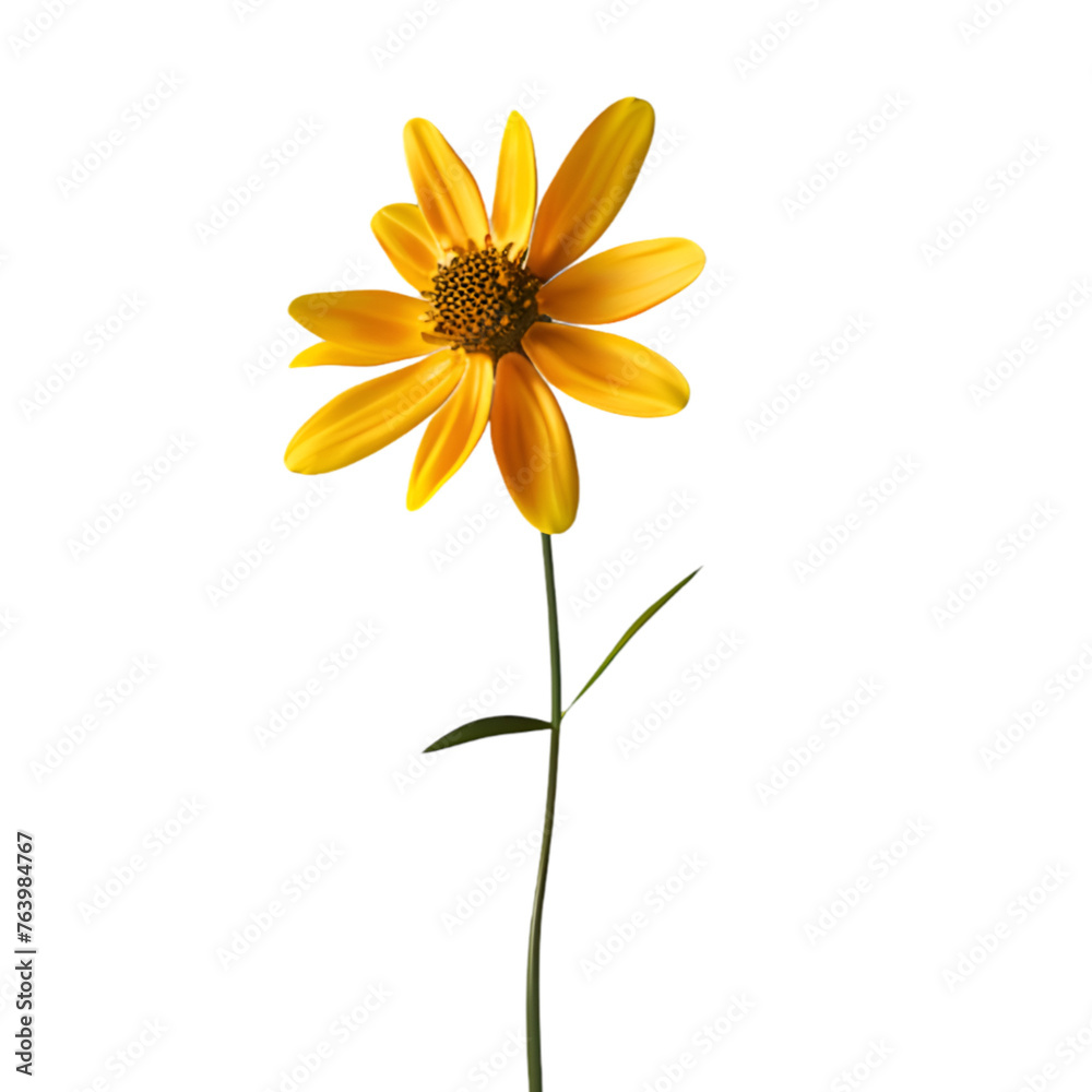  A single yellow daisy standing tall on a transparent background background