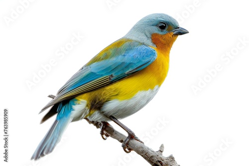 Colorful bird isolated on white background, male Blue Flycatcher