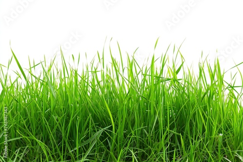 Green grass isolated on white background