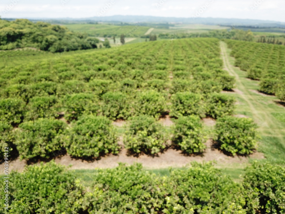 Citrus plantation in northwestern Argentina