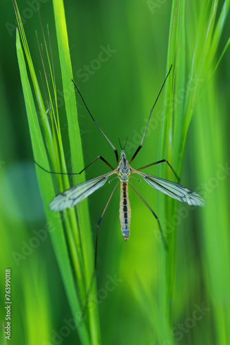 Tipula paludosa, le cousin