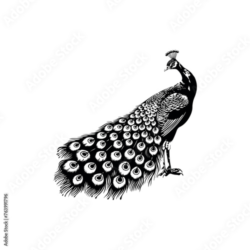 Peacock vector design isolated on white background - Peacock