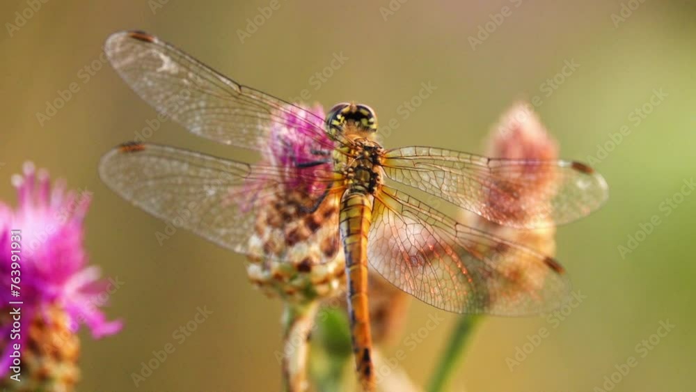 Vagrant darter (Sympetrum vulgatum) is European dragonfly. Species takes its English name from its habit of occasionally appearing as rare vagrant north of its range. It breeds in standing water. Vagrant darter (Sympetrum vulgatum) is European dragonfly. Species takes its English name from its habit of occasionally appearing as rare vagrant north of its range. It breeds in standing water.