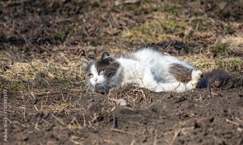 cat walks in nature in spring