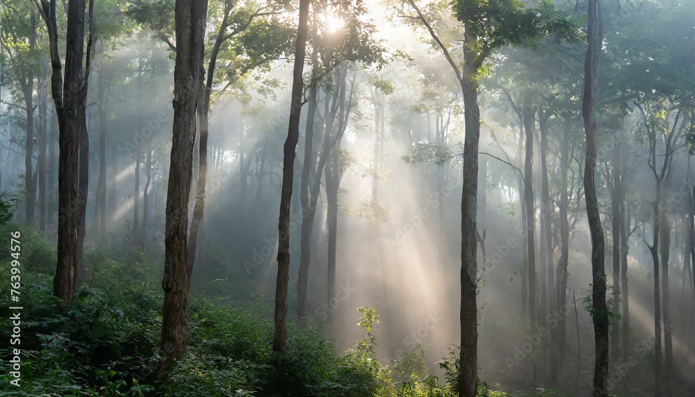 Fog in the forest Fog in the forest