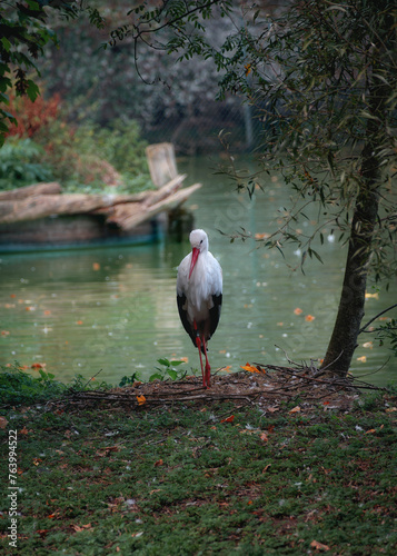 Adult European white stork standing on the shore of a pond