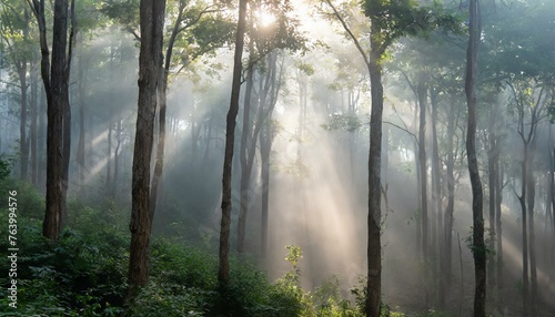 Fog in the forest