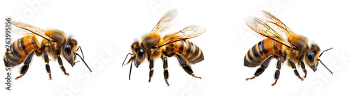Honey bee isolated on transparent background