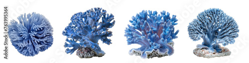 blue Coral isolated on transparent background photo