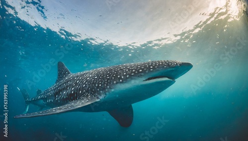 a swimming whale shark