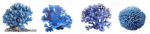 blue Coral isolated on transparent background photo
