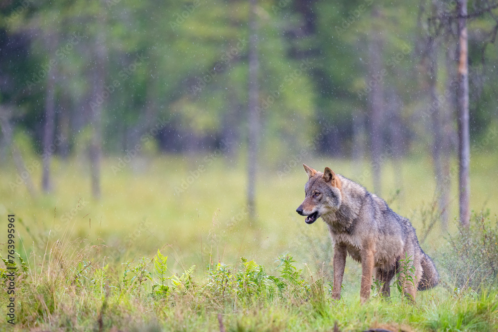 Fototapeta premium Eurasian Wolf