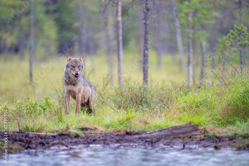 Eurasian Wolf licks its nose with its tongue