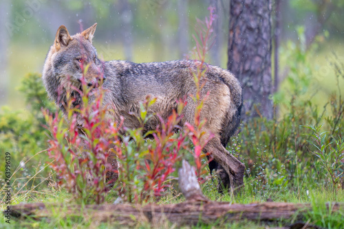 Eurasian Wolf