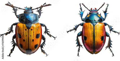 Beetle isolated on transparent background photo