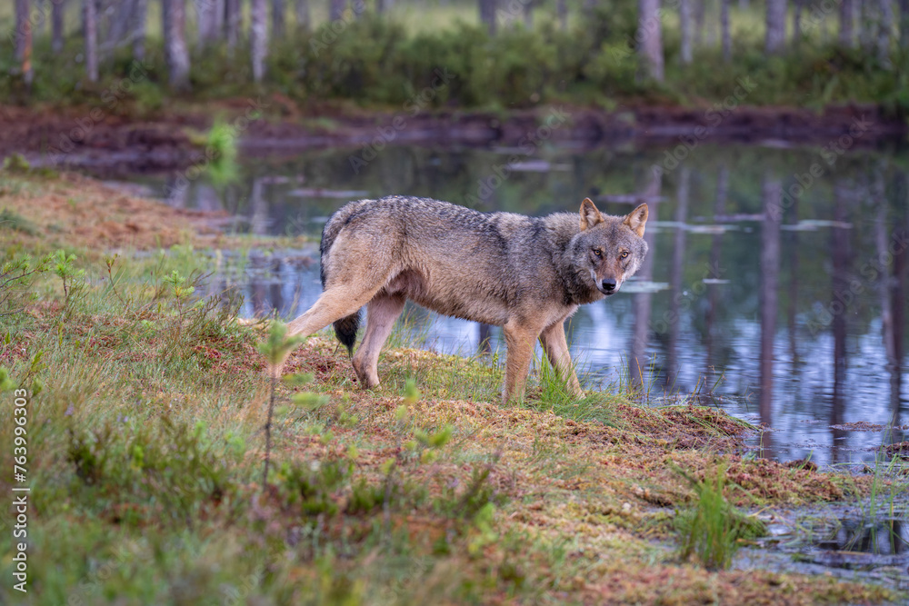 Eurasian Wolf