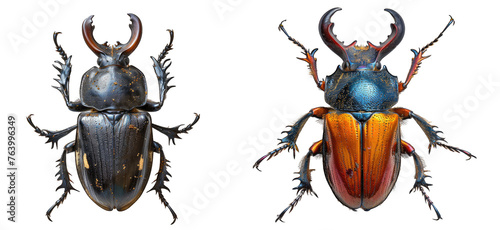 Stag Beetle isolated on transparent background