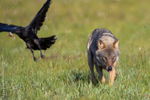 Eurasian Wolf and raven