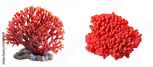 red Coral isolated on transparent background photo