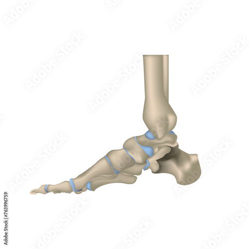 Bones of foot, realistic vector illustration