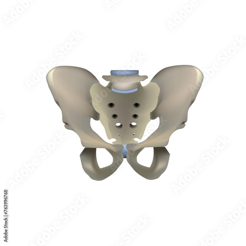 Pelvic bones, pelvic structure, medical vector illustration