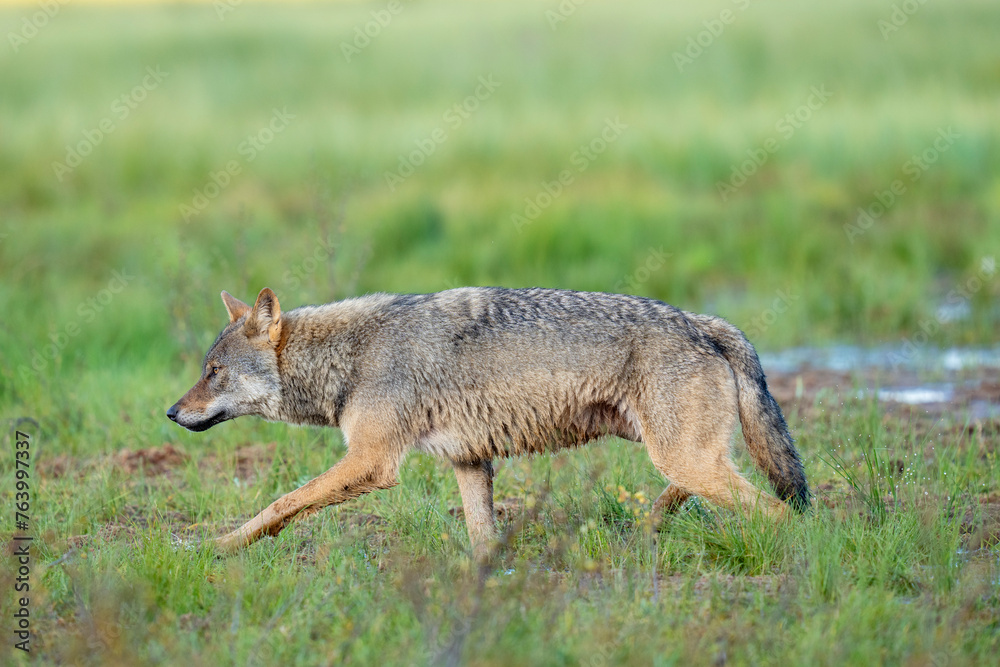 Fototapeta premium Eurasian Wolf