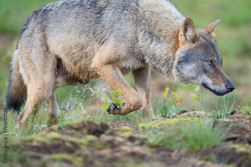 Obraz premium Eurasian Wolf