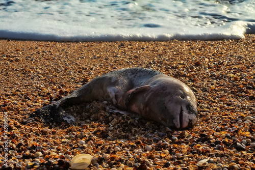Fotografia A young porpoise dolphin (Phocaena phocaena) died during a storm (or for other reasons) and was washed ashore by the waves