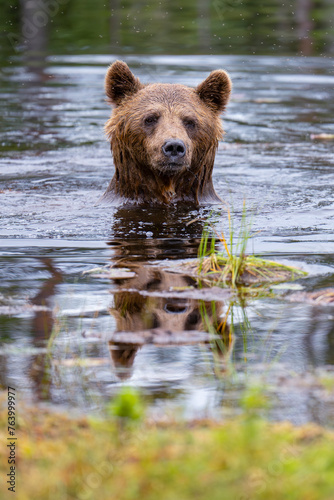 Brown bear swimming in water