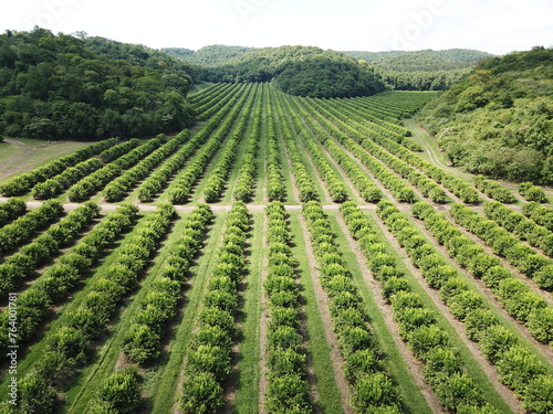 Citrus plantation in northwestern Argentina