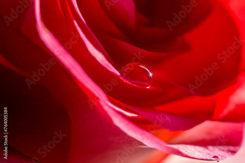 Red rose flower close up. A drop of dew on a petal. Symbol of Love. Valentine card design.