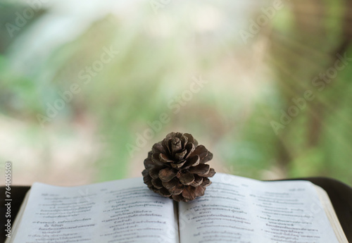 A pine cone lies on a book, a natural background.