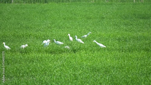 great egret birds flock. group of great white egret birds in the green fields. Slow Motion HD photo