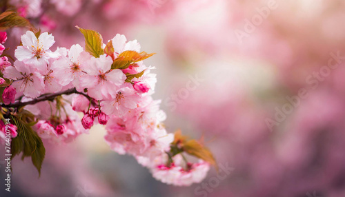 pink cherry blossoms create a stunning backdrop, ideal for banners with text overlay
