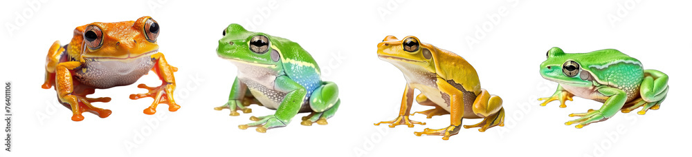 leaf frog isolated on transparent background leaf frog isolated on transparent background