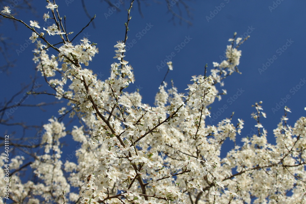 Schlehe in voller Blüte, Schwarzdorn, Prunus spinosa