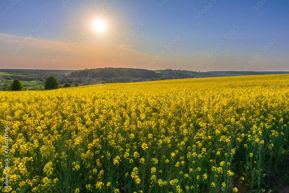 An amazing sunset over a yellow field of blooming rapeseed in a rural area