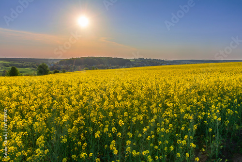 An amazing sunset over a yellow field of blooming rapeseed in a rural area
