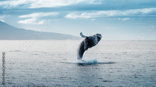 Photos whale watching, whale jumping out of the water humpback whale, Iceland